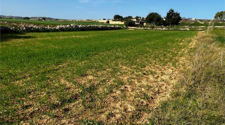 Naxxar - Salini area - Field circa 1000sqm