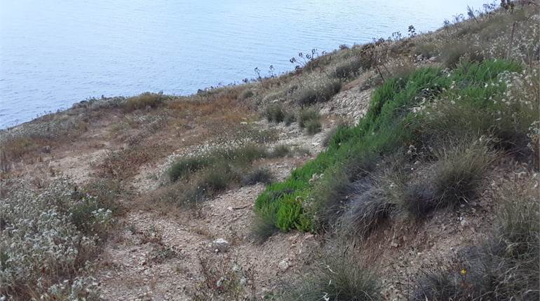 Dingli - 18,750 sqm Field
