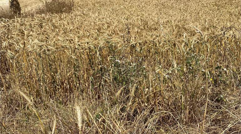 Kercem Gozo - Agricultural Land