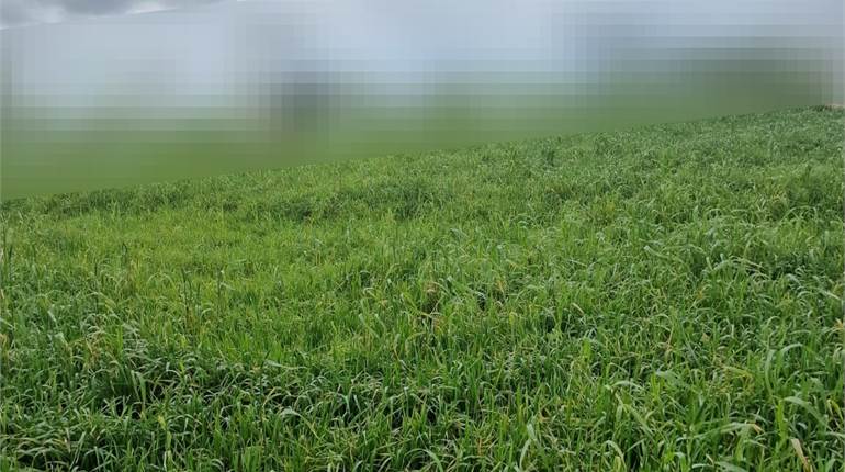 Zebbug - Agricultural Field Of Circa 1900Sqm 