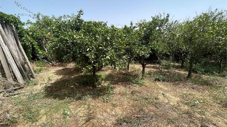 Rabat - Field with mature Fruit Trees